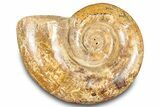Jurassic Ammonite (Hemilytoceras) Fossil - Madagascar #283467-1